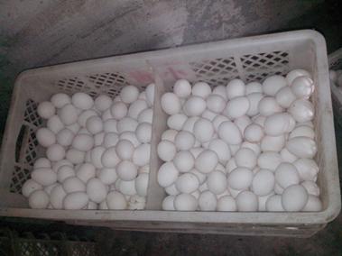 凯时KB88·(中国区)官方网站